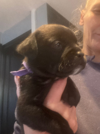 Lab x frug ( frenchie x pig )