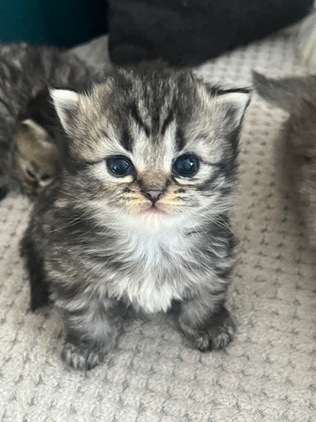 Beautiful Purebred Persian Kittens boy