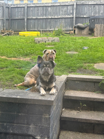 Fluffy frenchie