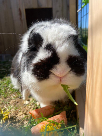 Male rabbit looking for forever home