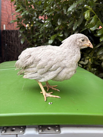 Lavender Leghorn Growers (Unsexed)