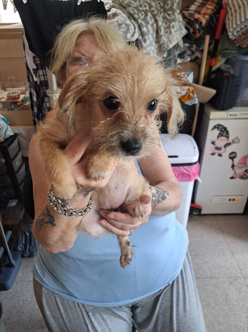 Miniture dachshund x shih tzu puppies