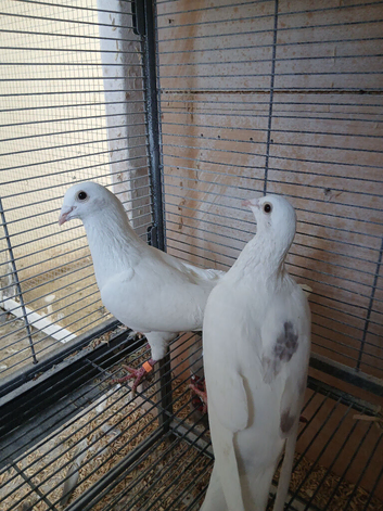 Pair of white racers