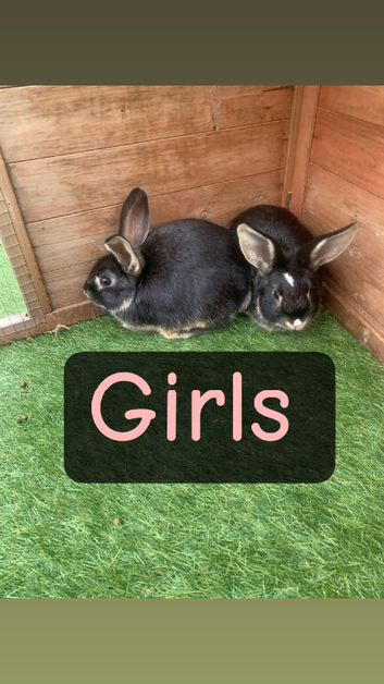 Baby rabbits