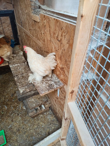 Free 2 young male white pekins