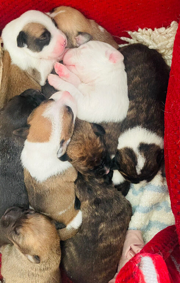 8 Puppies Available. 4Boys4Girls