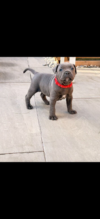 Blue staff pups kc & health clear