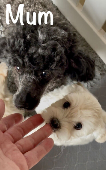 Fully DNA Health Tested F1 Maltipoo Puppies