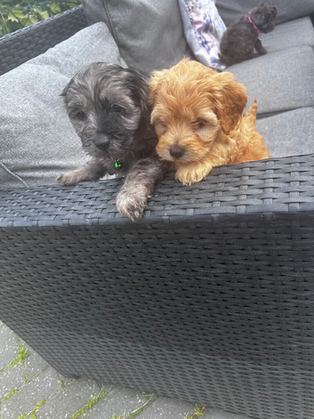 Beautiful Cockapoo puppies
