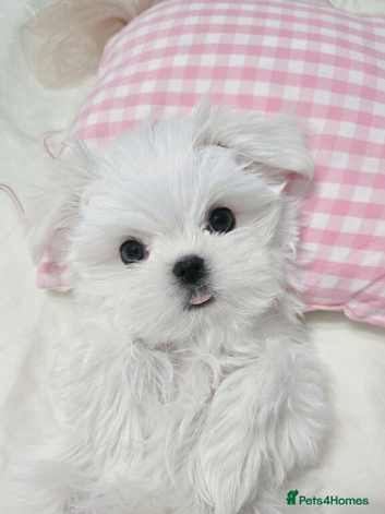 Teacup korean maltese pups