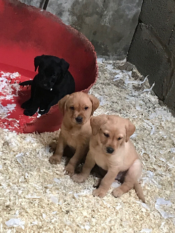 Labrador puppies