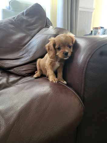 Cavapoo puppies for sale