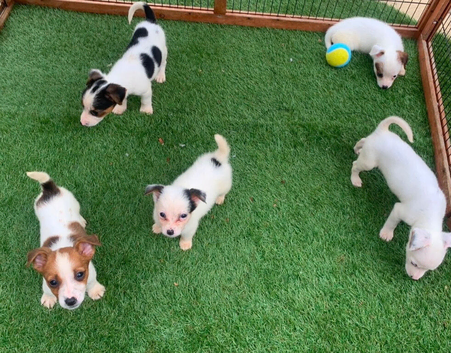 Jack Russell puppies