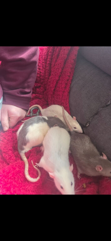 4 male rats