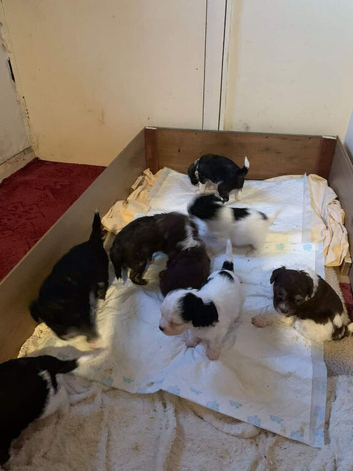 4 GORGEOUS CRESTED POWDER PUFF PUPS