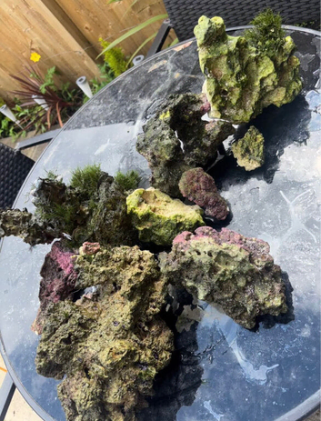 Caribbean Live Marine Rock Bundle