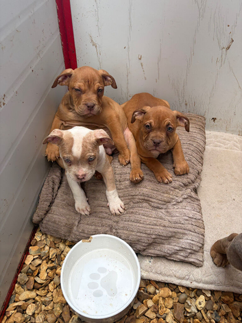 English Bulldog x American Staff