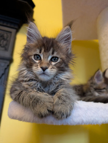 TICA Registered Maine Coon Kitten