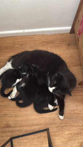 Kittens ready for their forever home