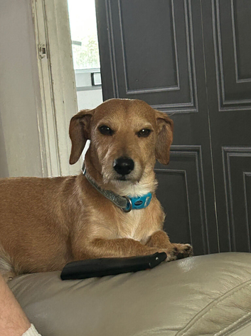 Milo is 4 year old gorgeous dog