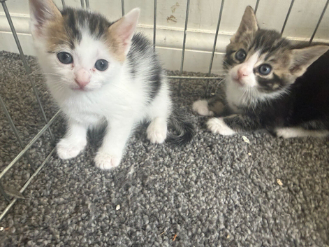 2 kittens looking for their forever home
