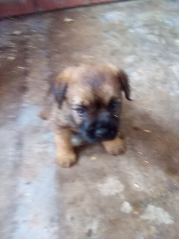 Border terrier pups (SLEM TESTED CLEAR)
