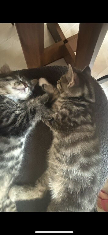 2 male kittens for sale