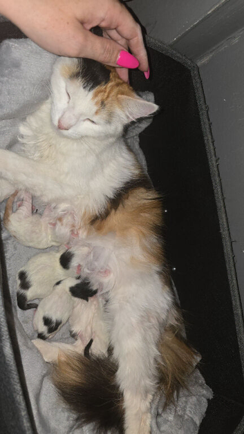 3 kittens looking forever home