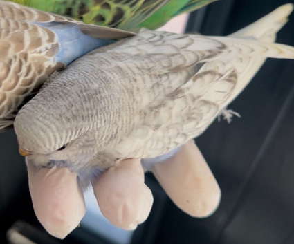 Baby, budgie  ready to the house