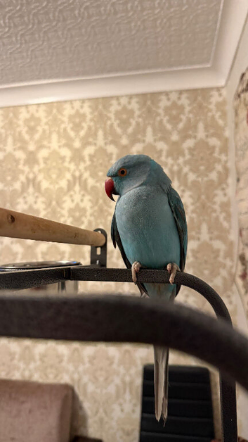 Blue Indian ringneck parakeet for sale