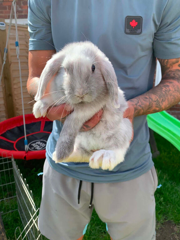 Baby rabbits