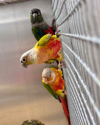 Pair of high red conures