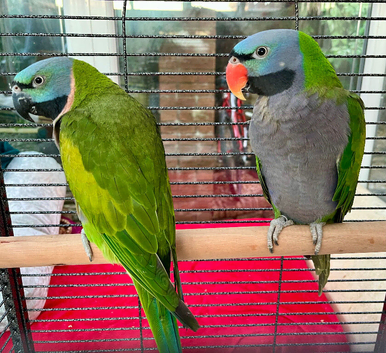 Derbyan lord derby parakeet