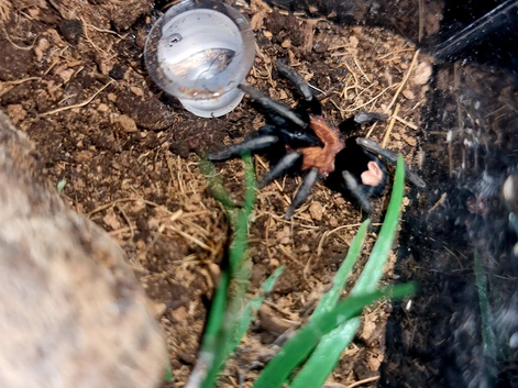 Cyriocosmus elegans Love Heart Butt adult female