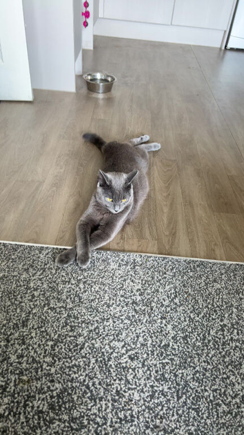 Ash. 1 year old