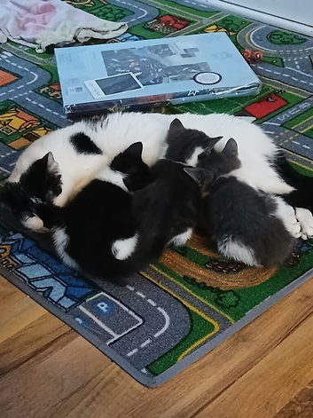Kittens looking for loving home