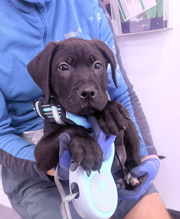 Male 4 month old presa x puppy