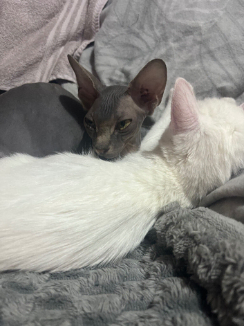 Sphinx cat linda