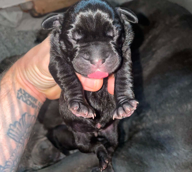 Cane corso pups for sale