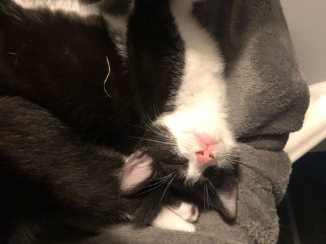1 male tuxedo kitten (10 weeks)