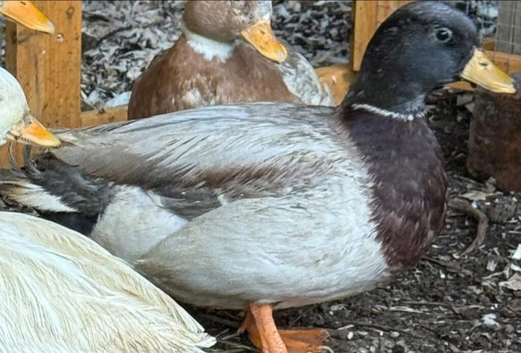 Drake call duck