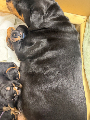 Rottweiler puppies