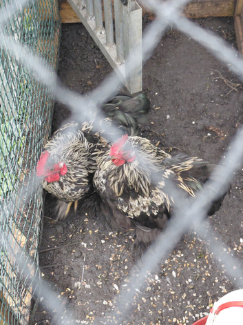 Pekin bantam cockerell