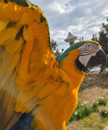 Very friendly Fully tame macaw 2 years old