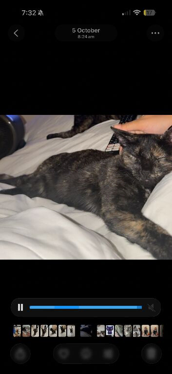 5 month old Tortie girl