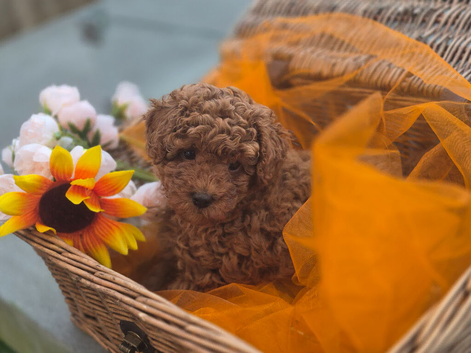 Beautiful deep red ,liver nosed toy poodle