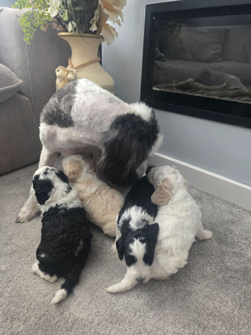 Beautiful girl sheepadoodles