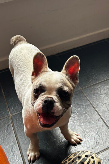 6 months old frenchie pup
