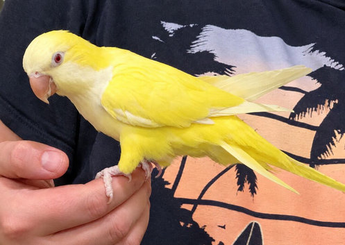 Tame yellow Quaker