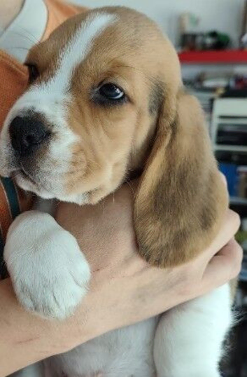 Beautiful Beagle Puppies &ndash; Ready Now &ndash; Loving Homes Wanted